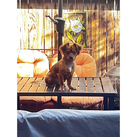 Flowered Dog Dress Harness, Size M - Picture 7 of 8